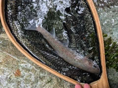 ニッコウイワナの釣果
