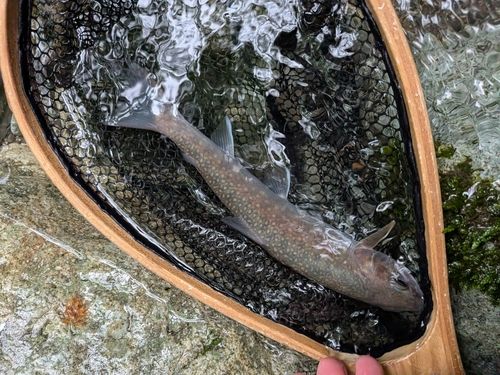 ニッコウイワナの釣果