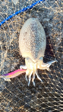 シリヤケイカの釣果
