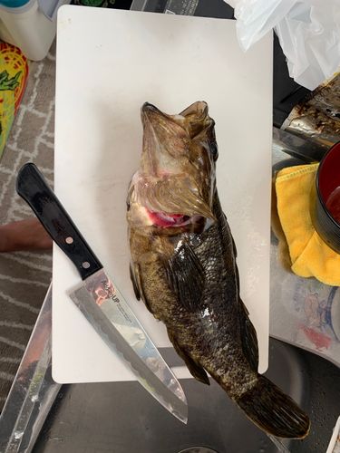 ベッコウゾイの釣果