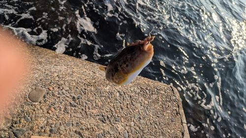 フグの釣果