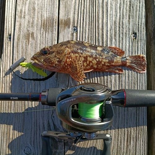 ガシラの釣果