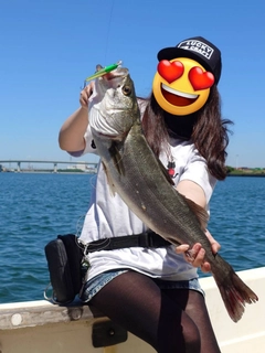 シーバスの釣果