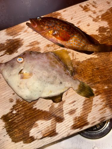 カワハギの釣果