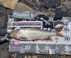 ケタバスの釣果