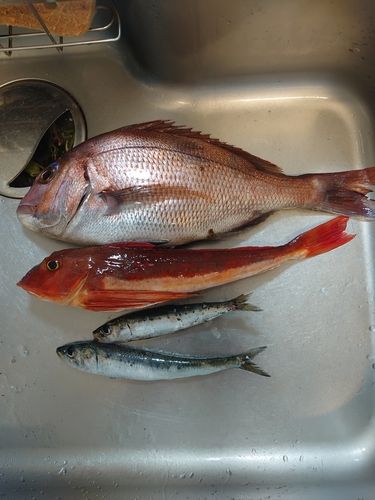 マイワシの釣果