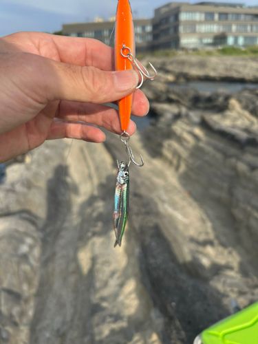 キビナゴの釣果