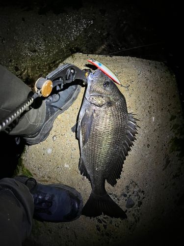 チヌの釣果