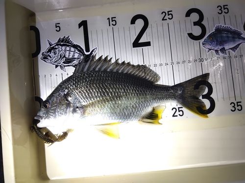 キビレの釣果