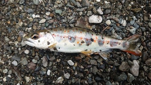 アマゴの釣果