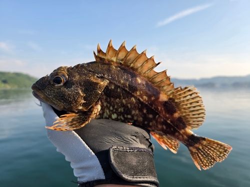 アラカブの釣果