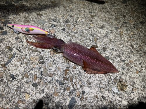 ケンサキイカの釣果