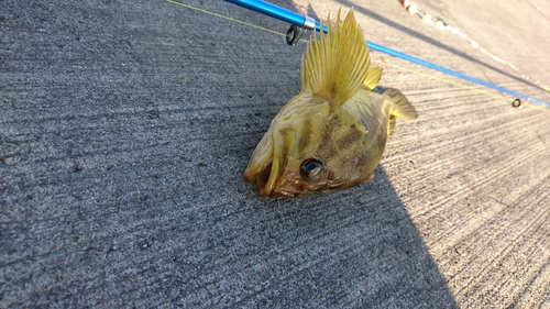 シマゾイの釣果