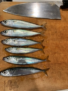 サバの釣果