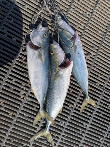 ワカシの釣果