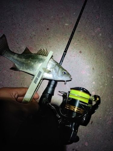 セイゴ（ヒラスズキ）の釣果