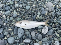 コノシロの釣果