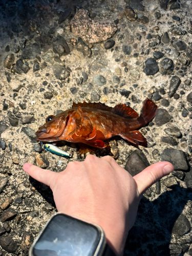 ガシラの釣果