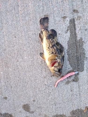 クロソイの釣果