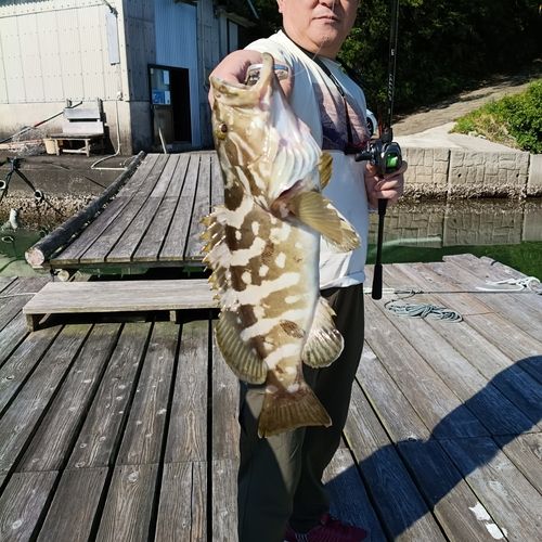 クエの釣果