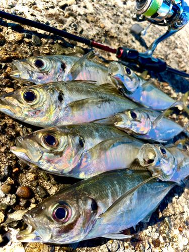 アジの釣果