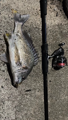 キビレの釣果