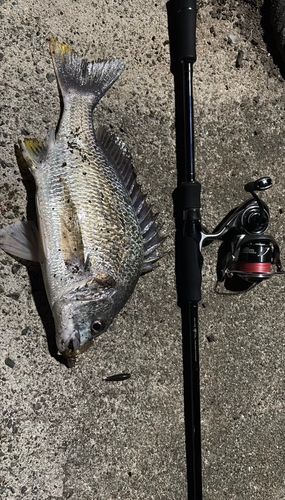 キビレの釣果