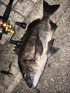 クロダイの釣果