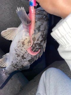 クロソイの釣果