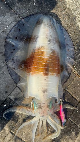 アオリイカの釣果