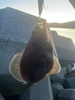 ソウハチの釣果