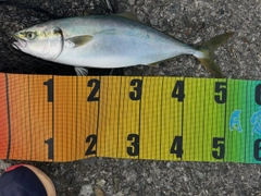 ハマチの釣果