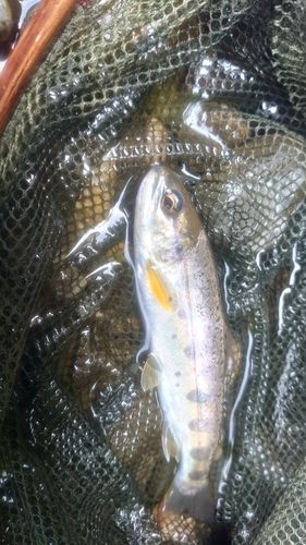 アマゴの釣果