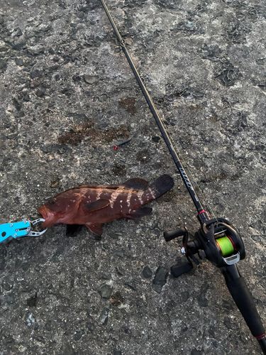 アコウの釣果