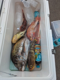 マダイの釣果