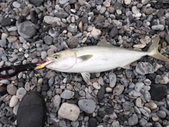 イナダの釣果