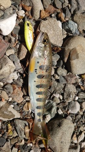 アマゴの釣果