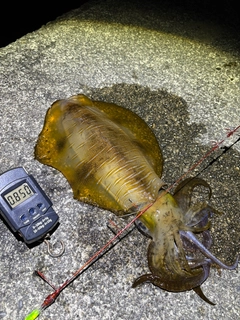アオリイカの釣果