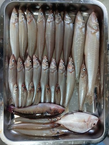 キスの釣果