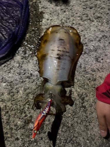 アオリイカの釣果