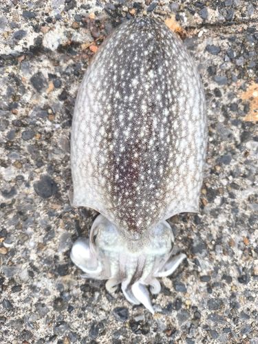 シリヤケイカの釣果