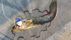 ナマズの釣果