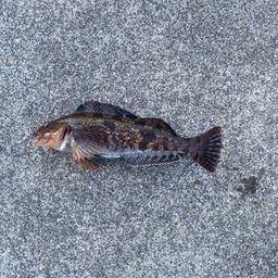 ニワカ釣り師さんの2026年05月10日(日)の釣行(岩手県 - 山田湾