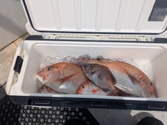 マダイの釣果