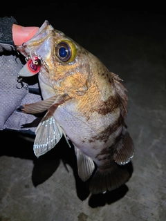 メバルの釣果