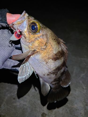 メバルの釣果