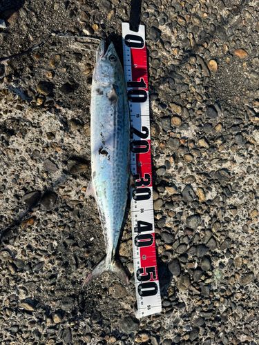 サゴシの釣果