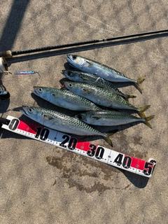 サバの釣果