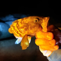 アコウの釣果
