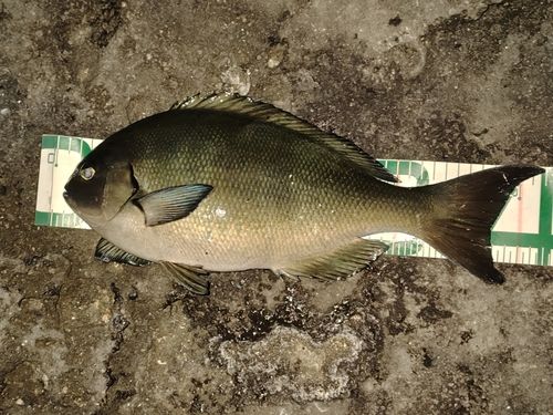 オナガグレの釣果
